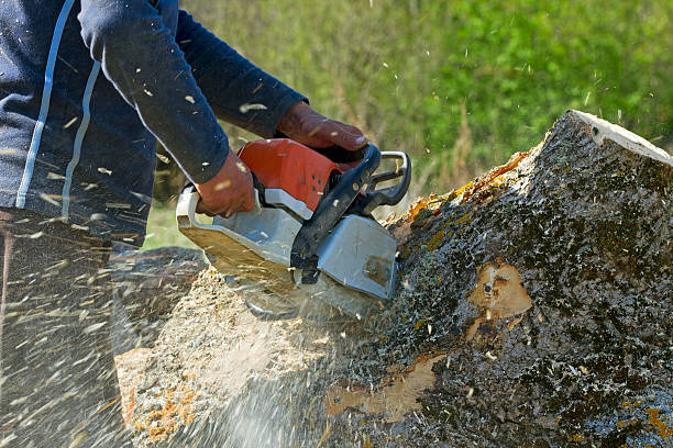 Best Stump Grinding and Removal  in Hoover, AL